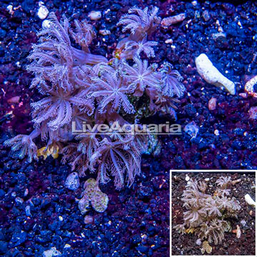 Waving Hand Coral Vietnam