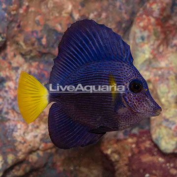 Purple Tang [Blemish]