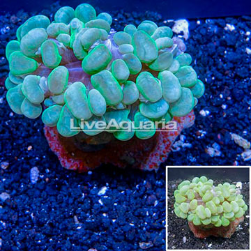 Bubble Coral Indonesia
