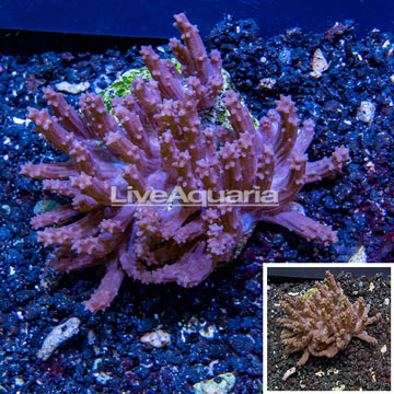 Sinularia Leather Coral Indonesia