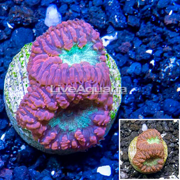 LiveAquaria® Cultured Blastomussa Coral