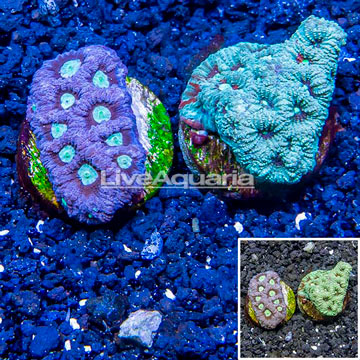 LiveAquaria® Two Pack Cultured War Coral