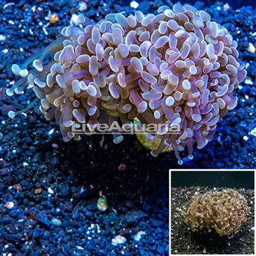 LiveAquaria® Cultured Hammer Coral