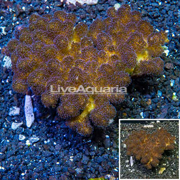 LiveAquaria® XL Cultured Stylophora Coral