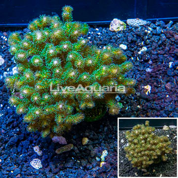 LiveAquaria® XL Cultured Stylophora Coral 