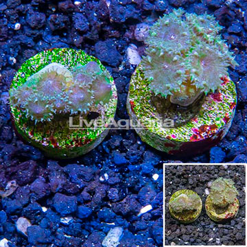 LiveAquaria® Two Pack Cultured Turbinaria Coral