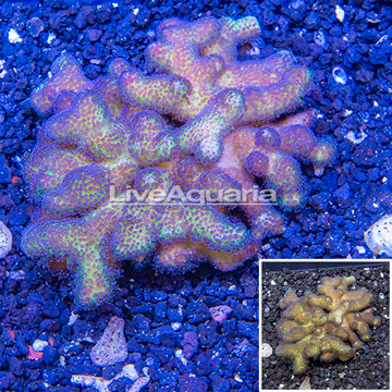 LiveAquaria® Cultured Stylophora Coral