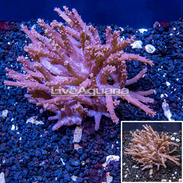 Tree Coral Indonesia