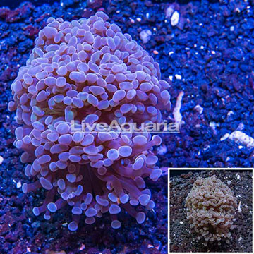 LiveAquaria® Cultured Hammer Coral