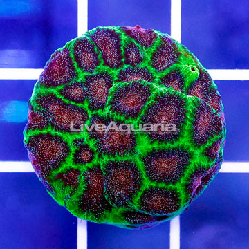 USA Cultured Silent Night Favites Coral