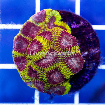 USA Cultured Wolverine Favia Brain Coral
