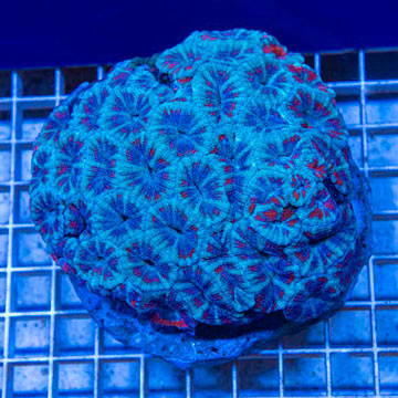 Acan Lord Coral Indonesia