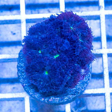 LiveAquaria® Cultured Blastomussa Merletti Coral
