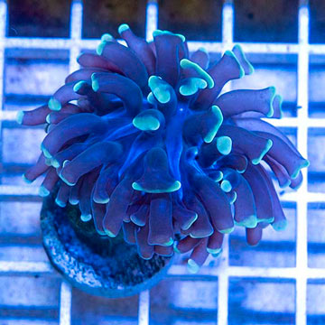 LiveAquaria® Cultured Ultra Hammer Coral