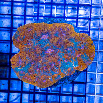 Ultra Chalice Coral Indonesia