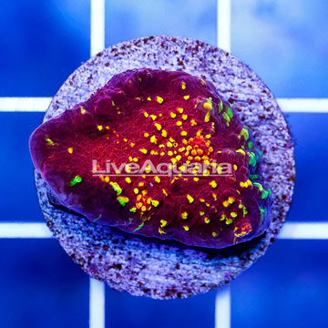 USA Cultured Ultra Chalice Coral