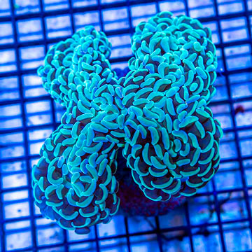 Hammer Coral Indonesia