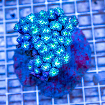 Blastomussa Coral Indonesia