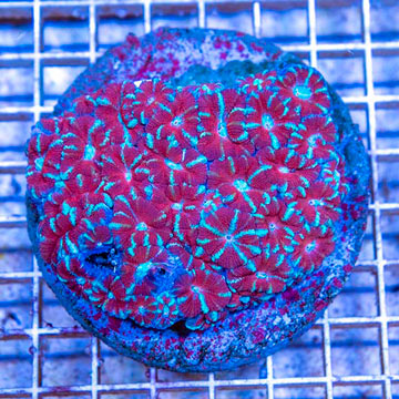 Acan Lord Coral Indonesia