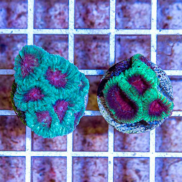 LiveAquaria® Two Pack Cultured Ultra Favia Brain Coral