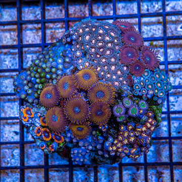 Zoanthus Coral Indonesia