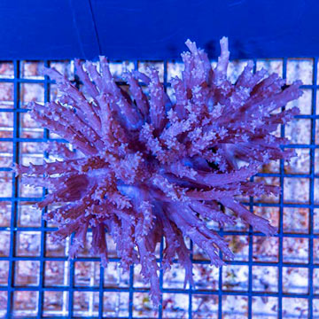 Tree Coral Indonesia