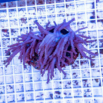 Tree Coral Indonesia