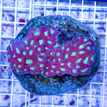 Favia Coral Indonesia