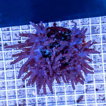 Tree Coral Indonesia