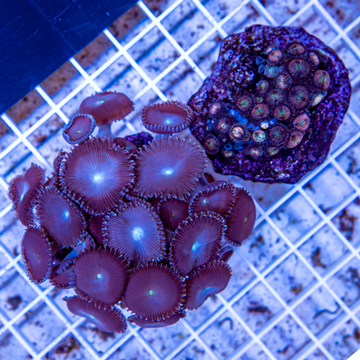 Protopalythoa sp. & Zoanthus sp. Indonesia 