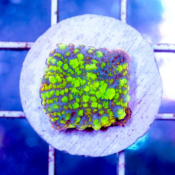 USA Cultured Rhodactis Mushroom Coral