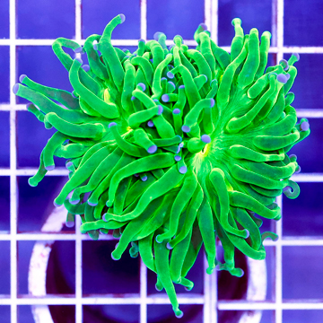 USA Cultured Torch Coral