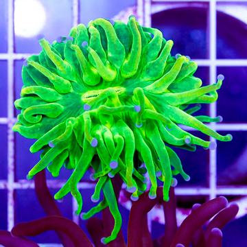 USA Cultured Torch Coral