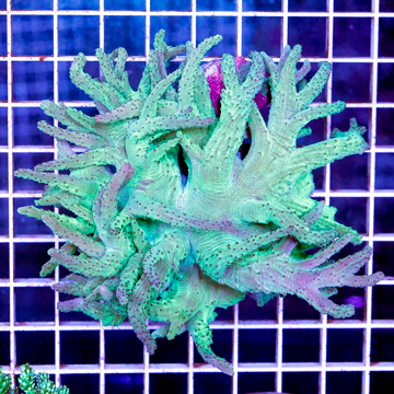 Sinularia Leather Coral Indonesia