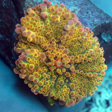 Rainbow Ricordea Mushroom Coral