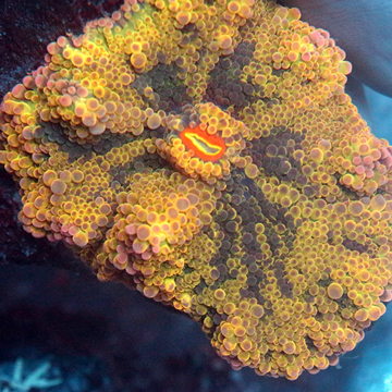 Rainbow Ricordea Mushroom Coral