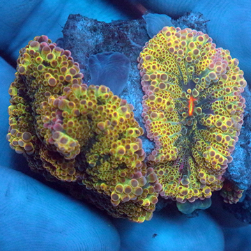 Rainbow Ricordea Mushroom Coral