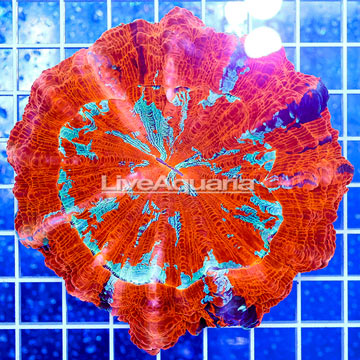 Meat Coral Australia