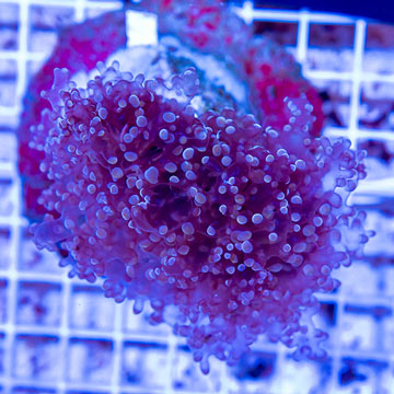 Frogspawn Coral Indonesia