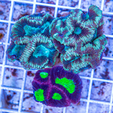 LiveAquaria® Three Pack Cultured Goniastrea Coral