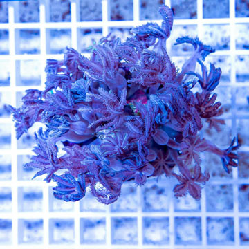 Waving Hand Coral Indonesia
