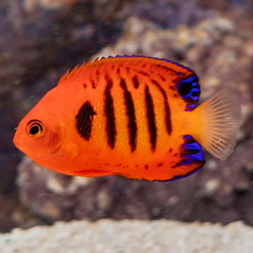 Flame Angelfish