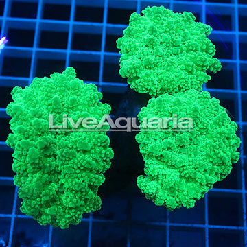 Branching Green Frogspawn Coral Solomon