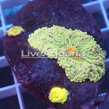 Rainbow Ricordea Mushroom Coral Solomon