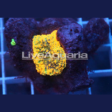 Rainbow Ricordea Mushroom Coral Solomon