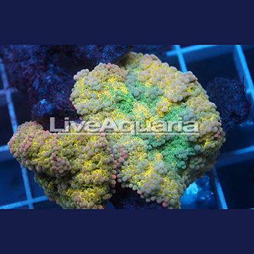 Rainbow Ricordea Mushroom Coral Solomon