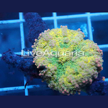Rainbow Ricordea Mushroom Coral Solomon