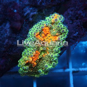 Rainbow Ricordea Mushroom Coral Solomon