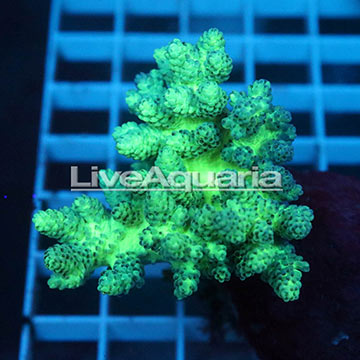 Pineapple Tree Coral Solomon