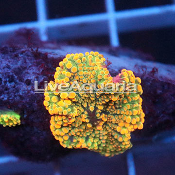 Rainbow Ricordea Mushroom Coral Solomon